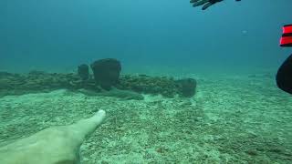 8ft Nurse Shark Boynton Beach