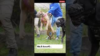 Highest level Strongest Dog breeds in the world viral shorts #shorts