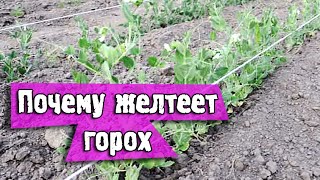 Почему желтеет горох