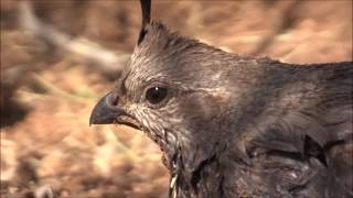 Quail drowned in water trough (But it's OK) - Raven gets a snack!