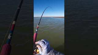 Redfish surprise attack from kayak #kayakfishing #redfish #customlures