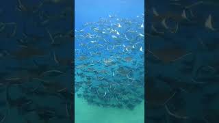 Massive migration of Mobula Rays 💫  #shorts #underwater #youtubeshorts