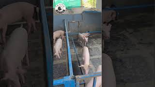 Reviewed Pig Farm After Offline Training Session.#swastikpigfarm #pigindustry #livestockfarming