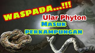 WASPADALAH...!!!Ular Phyton masuk area perkampungan