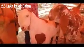 2 5 Lakh Ka Ek Bakra | Bakra Mandi