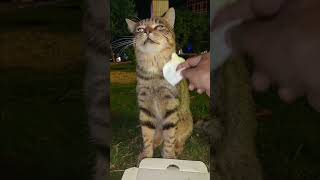 You Won't Believe What This Clever Cat Can Do|