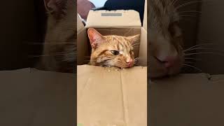 Funny Cats 2025 🐕 funny cats moments 🐈‍⬛ #FunnyCats Ep 2063