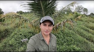 Organic Coconut - Colombia Investment - Pietrasanta Update with Oscar Baracaldo