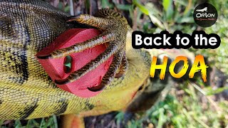 Back to the HOA - Testing my RTI Magazine  | Orion the Iguana Hunter