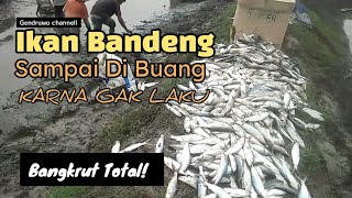 IKAN BANDENG SAMPAI DI BUANG KARNA HARGA MURAH PANEN IKAN BANDENG