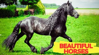 12 Most Beautiful Horses on Earth | Majestic Equine Beauty Revealed!