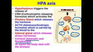 Stress & the HPA axis - VCE Psychology