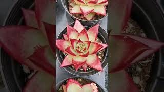 Beautiful Succulent Diy idea#520