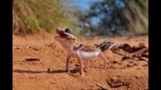 Knob-Tailed Gecko Unboxing