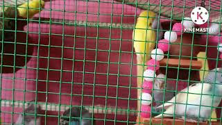 Love Birds chirping & singing | non stop chirping | relaxation for lonely birds | budgies