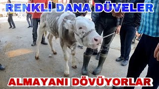 RENKLİ DANA ÇEREZ GİBİ SATILIYOR ~ UCUZ KALİTE PAZAR