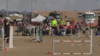 US Dog Agility Association SW Regional Finals-Swagger