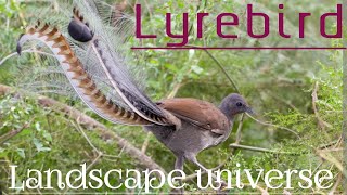 Lyrebird - The world's greatest mimic.