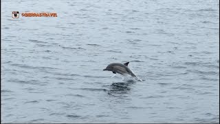 We Saw Dolphins on our San Diego Whale Watch