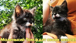 ПОСМОТРИТЕ КАКОЕ ЧУДО!!! Какие щечки, какие носочки!!! Малышу ТОМУ очень нужен дом и любящий хозяин!