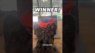 Dog STEPS ON Laptop & Bids on Rare Lamborghini 😆 OWNER IS FURIOUS 😳