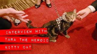 Interview with Tara, the Heroic cat.