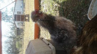 Merle Blue Bearded Silkie Rooster found a unique butterfly