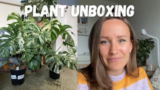 Albo Variegated Monstera Unboxing | Plantlovers.EU | Surprise Haul