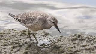 Red Knot, Juvenile, McLaughlin Bay 08/26/22