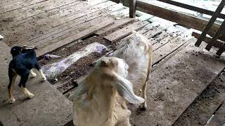 goat in english - kambing in malay