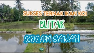 CERITA USAHA : SUKSES TERNAK IKAN KOI BLITAR DI KOLAM SAWAH