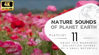 3 hours of pleasant natural sounds - flowers, crickets, rustle of grass.