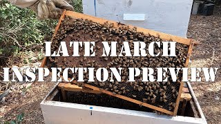 Late March Inspection Preview | #colesfarmnc #jacksonvillenc #beekeeping