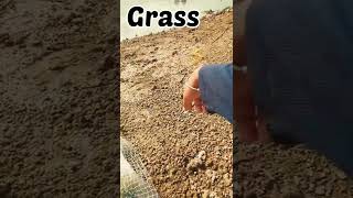 grass fish hunting Pakistan#short