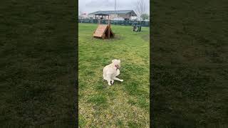 We found something incredible #shortvideos #dog