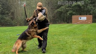 Bite Work At Audax K9 Snohomish WA