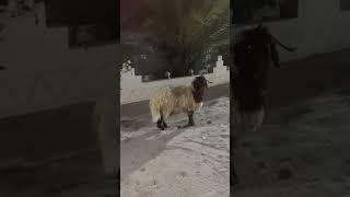 don't miss the end 🐏 🐑😂😁😱#sheep #youtubeshort #ytshorts