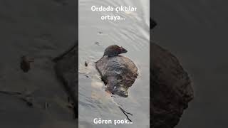 Gören şokk.. Ordada ortaya çıktılar...