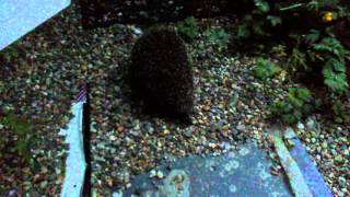 A Large English Hedgehog who lives in my garden