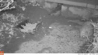 Noggin and the Toad.  Hedgehog TrailCam 11/03/2017