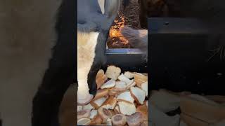 Cows getting them some bread!