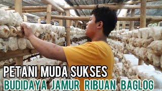 Sukses Budidaya Jamur Kuping Dan  Jamur  Tiram Bisa Panen Setiap Hari Dari Ribuan Baglog