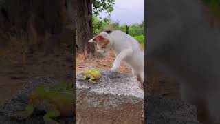 Funny animals ( Dogs and Cats ) #shorts #cat #dog