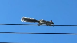 Cute🐿 Qué bonito verla libre en las alturas😍