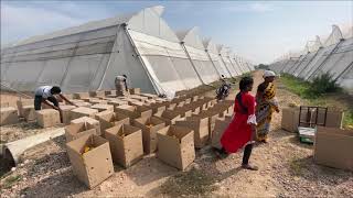 Capsicum Cultivation Under Polyhouse - KVK, Adilabad