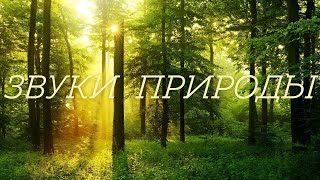 Звуки природы - Звуки леса и пение птиц - Завораживают.