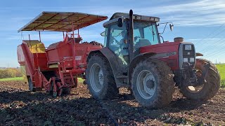 Rote Beete Ernte 2020 Auf dem Gemüsehof Mattes