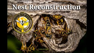 Yellow Jacket Wasp Nest Restoration Progress UPDATE after 6 days..