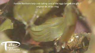 Northern kelp crab with eggs under flap 4K stock footage