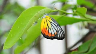 Painted Jezebel ovipositing